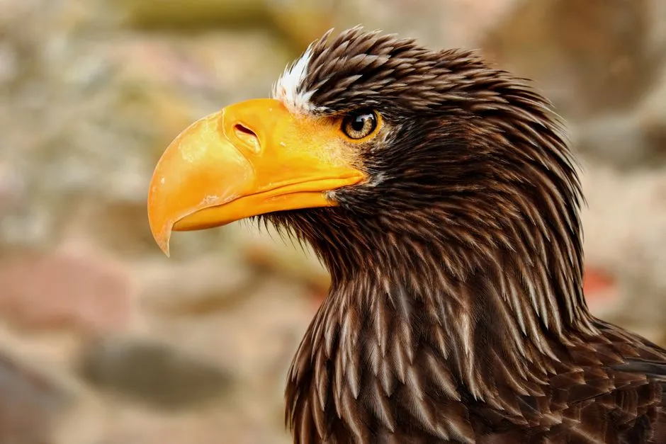Conclusion &ndash; Your Eagle Archetype Is a Mirror, Not a Cage (Image Credits: Pexels)