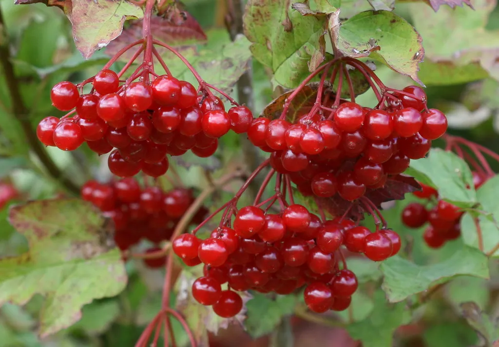 #4 - Viburnums: The Overachievers of Fall Wildlife Gardens (S. Rae, Flickr, CC BY 2.0)
