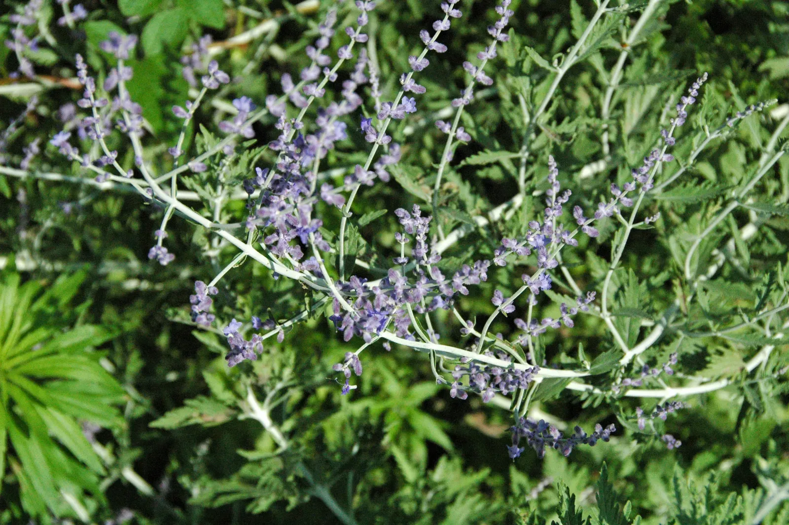 2. Russian Sage: Wispy Foliage, Strong Scent (Perovskia atriplicifolia (Russian sage) 3, CC BY 2.0)