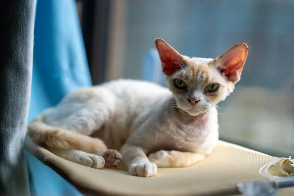 #28 - Devon Rex: Clowns Who Still Hate Being Restrained (Image Credits: Pexels)