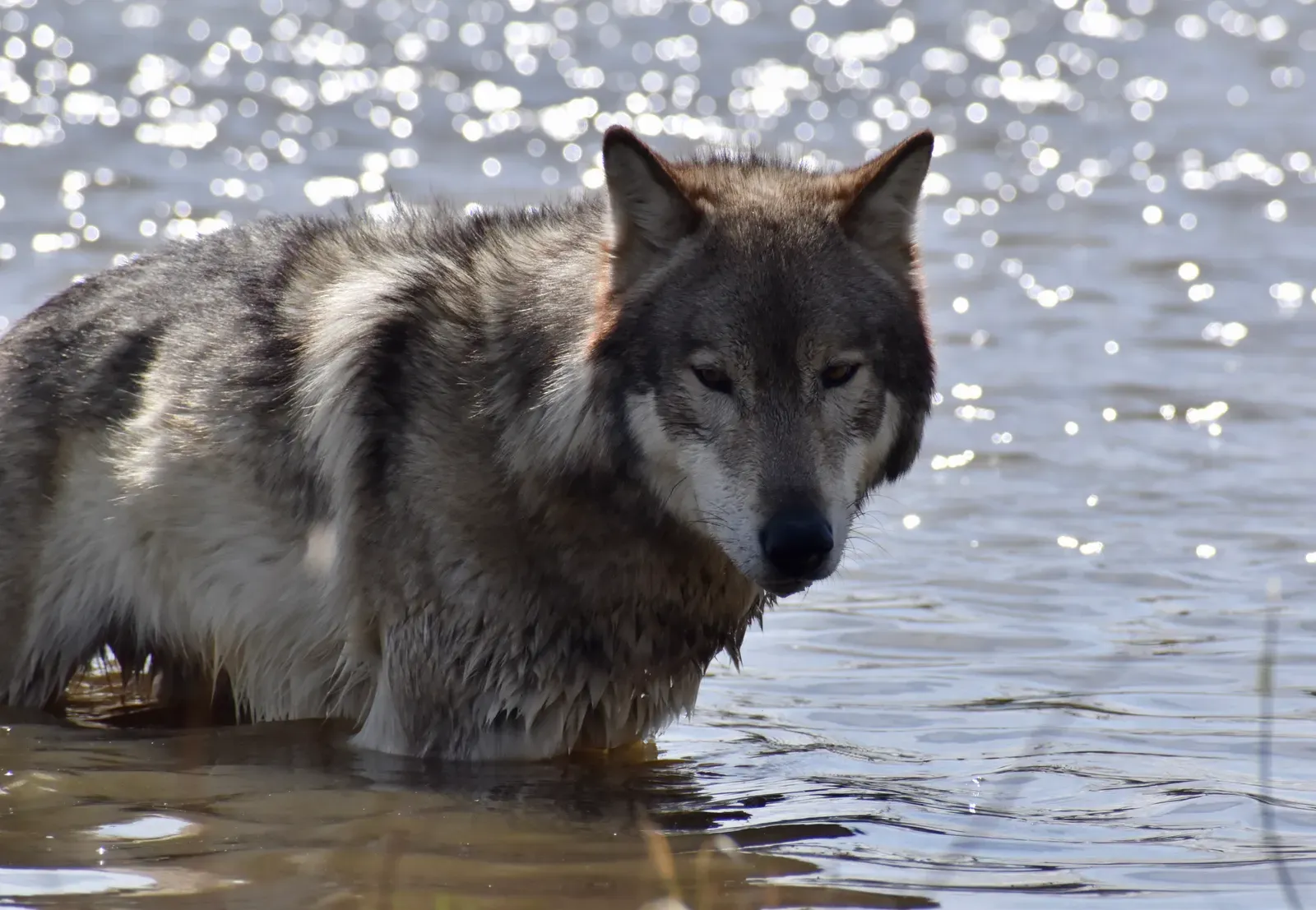 Gray Wolf (Aspen, Male Gray Wolf, Wolf Park, CC BY 2.0)