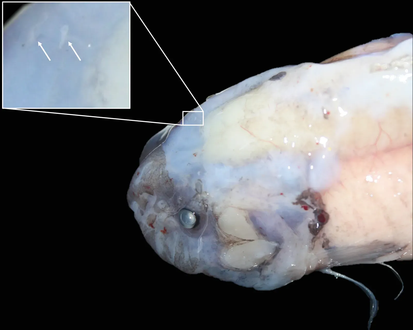 1. The Mariana Snailfish: King of the Deep (By Gerringer, M.E., Linley, T.D., Jamieson, A.J., Goetze, E. & Drazen, J.C. 2017. Pseudoliparis swirei sp. nov.: A newly-discovered hadal snailfish (Scorpaeniformes: Liparidae) from the Mariana Trench. Zootaxa 4358(1): 161&ndash;177, CC BY 3.0)