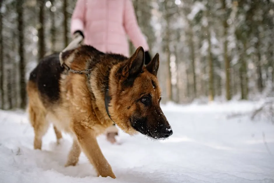 7 - Duke's Empty-Leash Wait (Image Credits: Pexels)