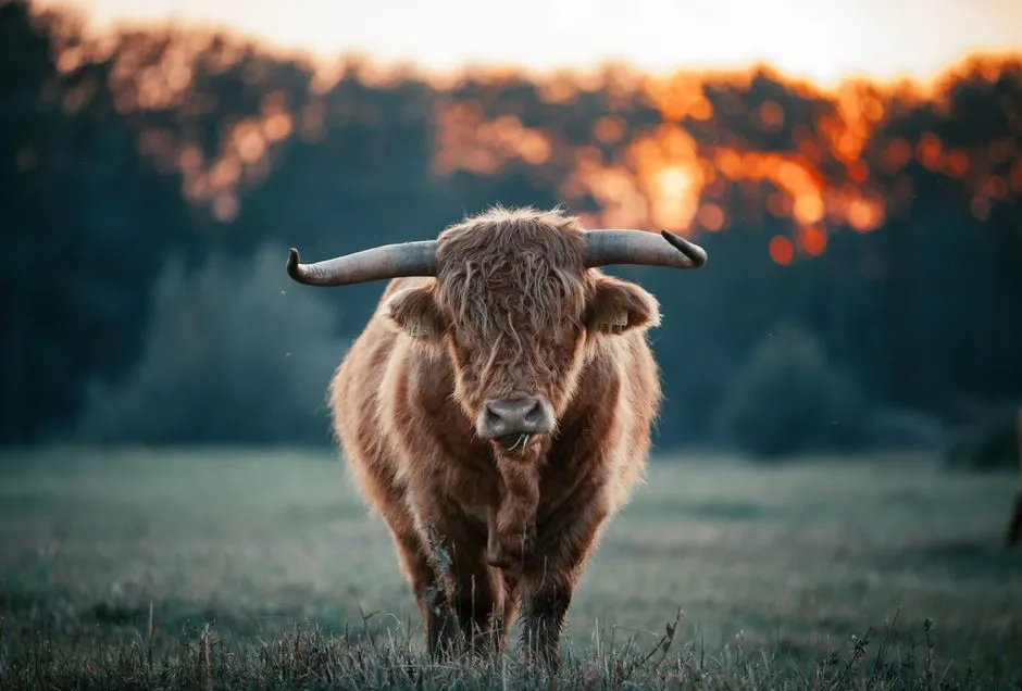 Taurus (Image Credits: Pexels)