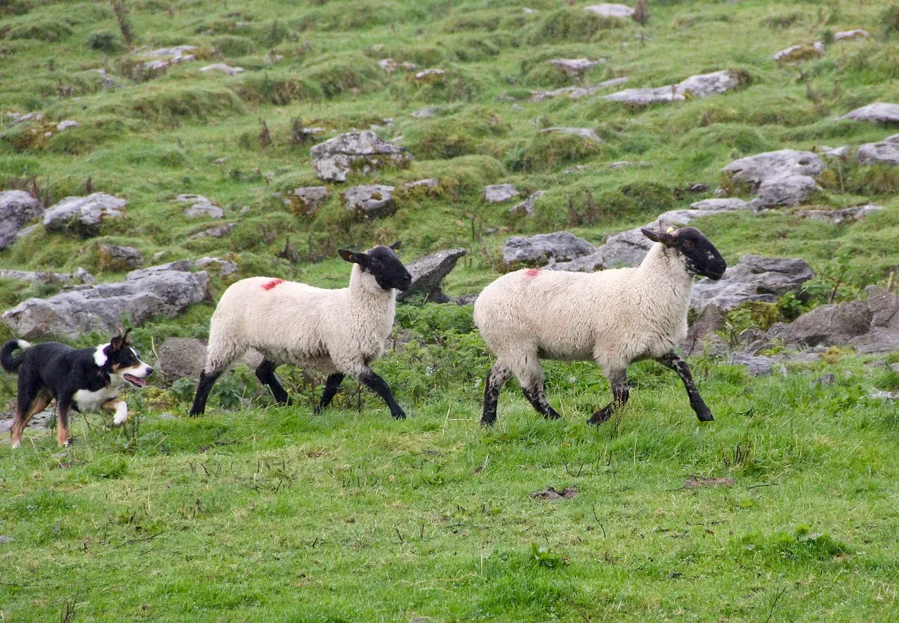 Farm Animals Display Collective Unusual Behavior (Image Credits: Pixabay)