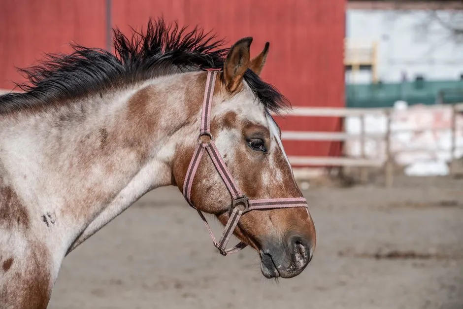 #8 Appaloosa (Image Credits: Pexels)