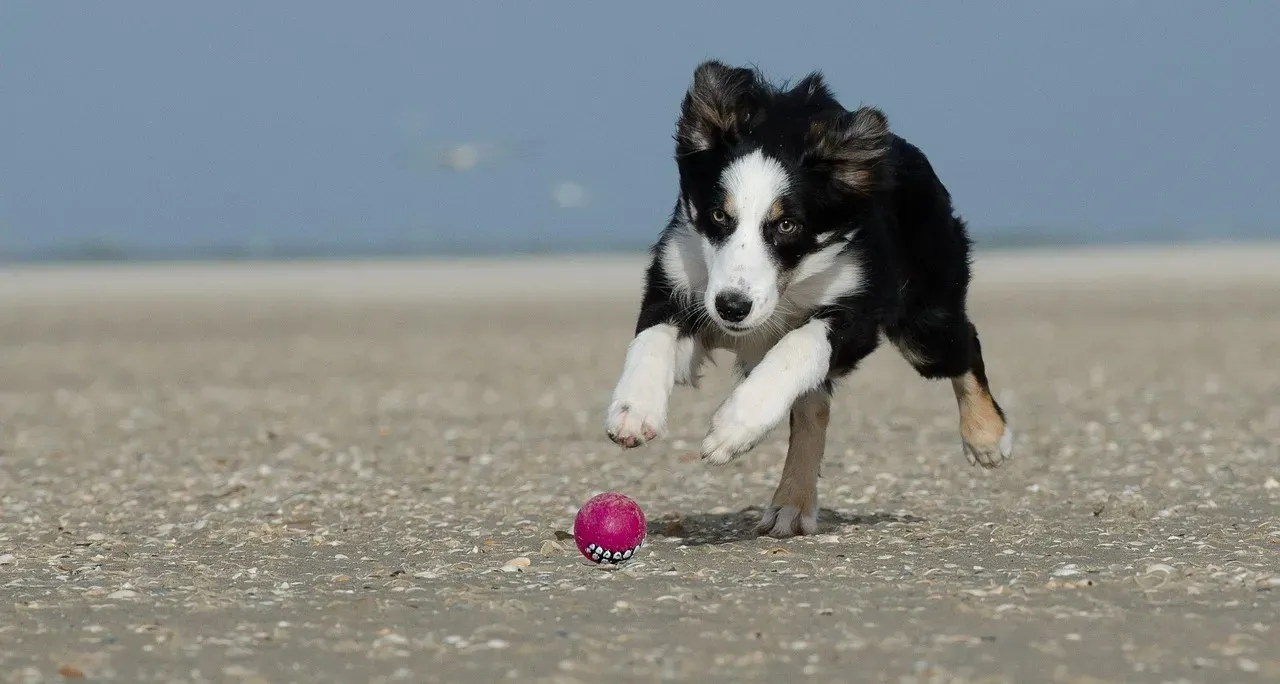 1. Border Collie (Image Credits: Pixabay)