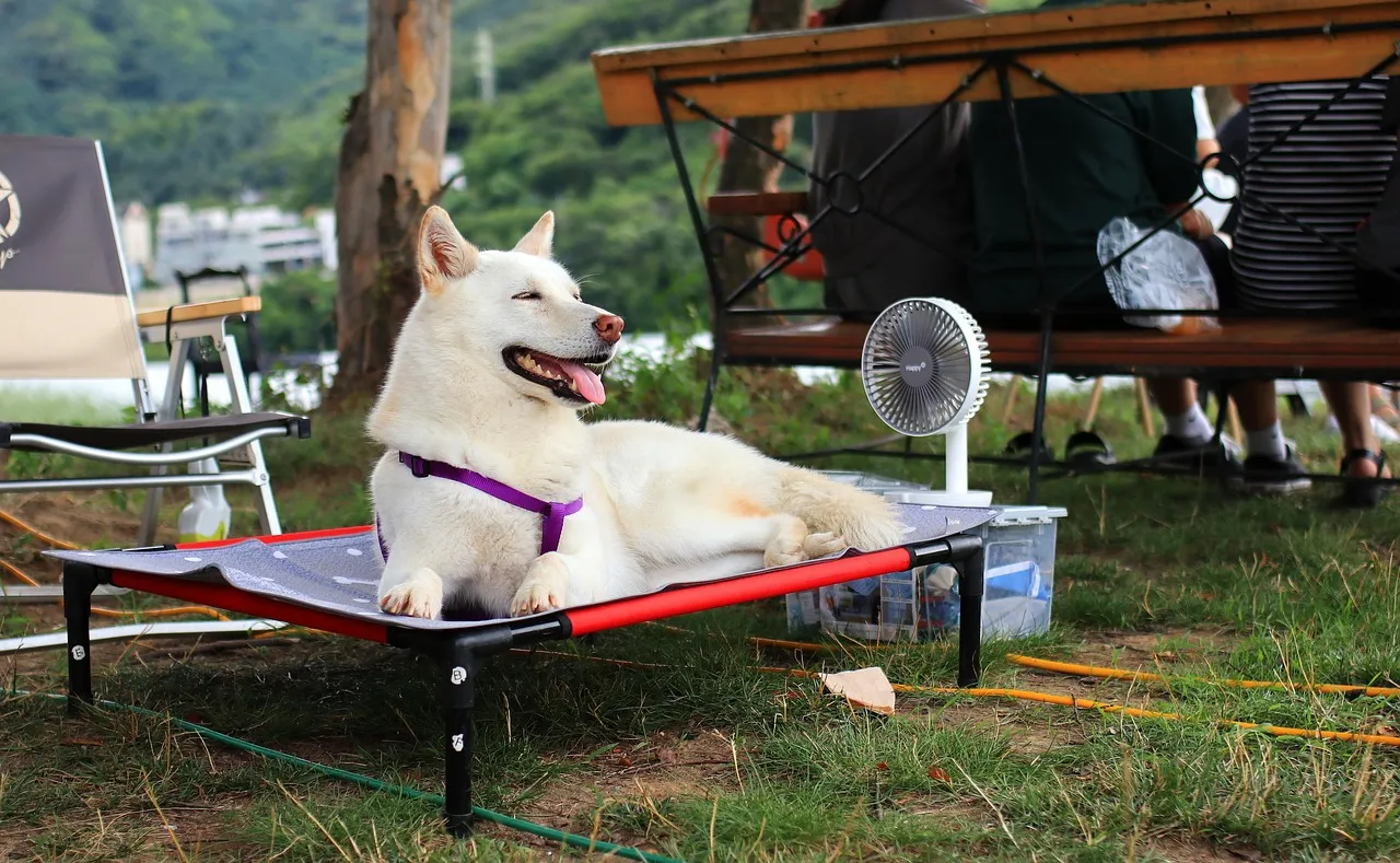 Adjusting Exercise, Play, And Travel In Hot Weather (Image Credits: Pixabay)