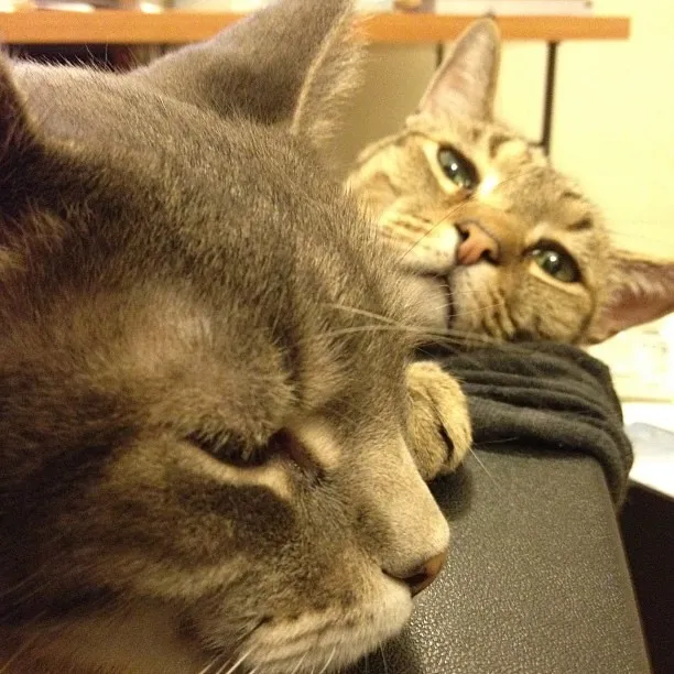 #8 - They Pick Your Lap Even When It's Clearly the Harder Option (veritatem, Flickr, CC BY 2.0)