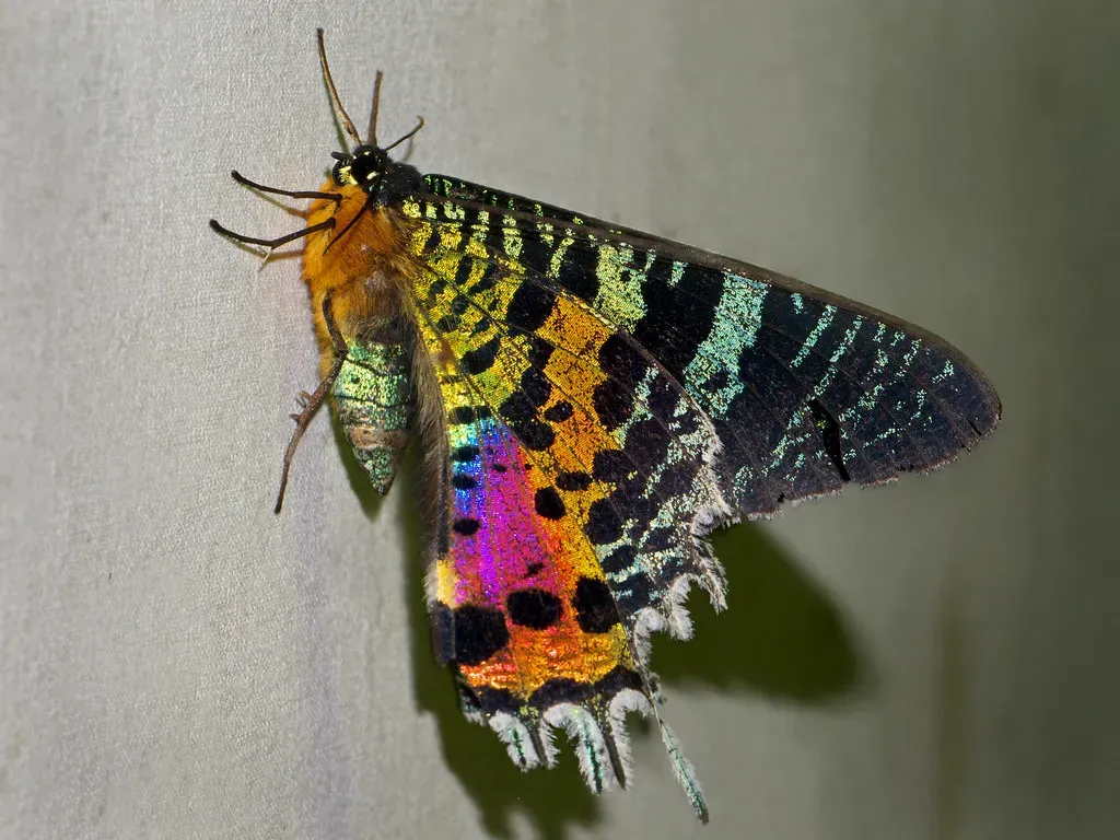 Madagascan Sunset Moth (Image Credits: Flickr)