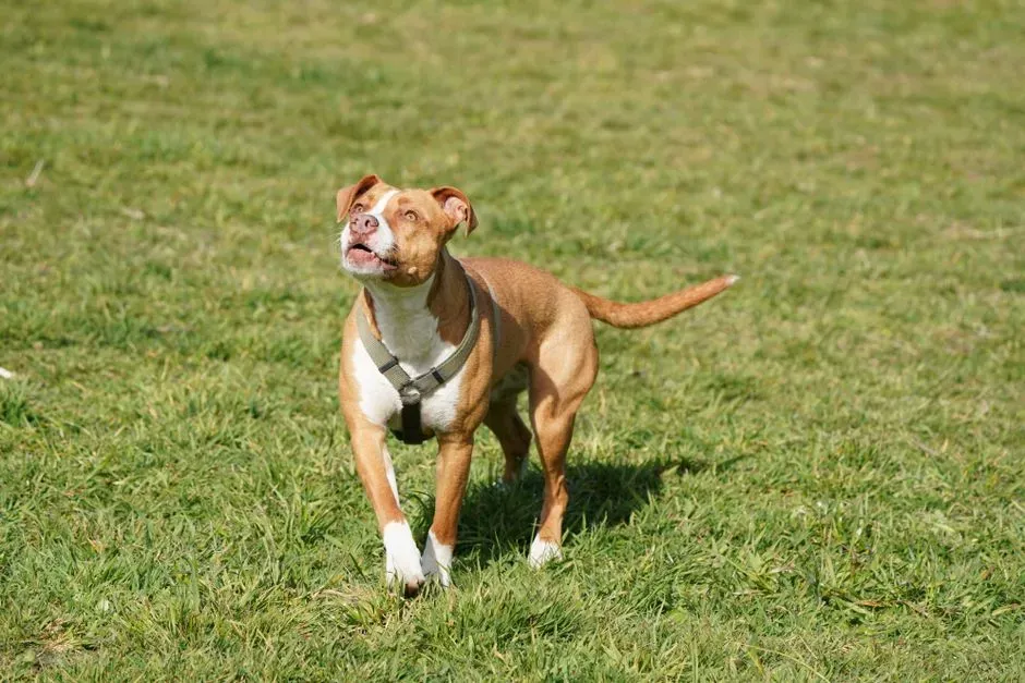 Pit Bull Terriers (Image Credits: Pexels)