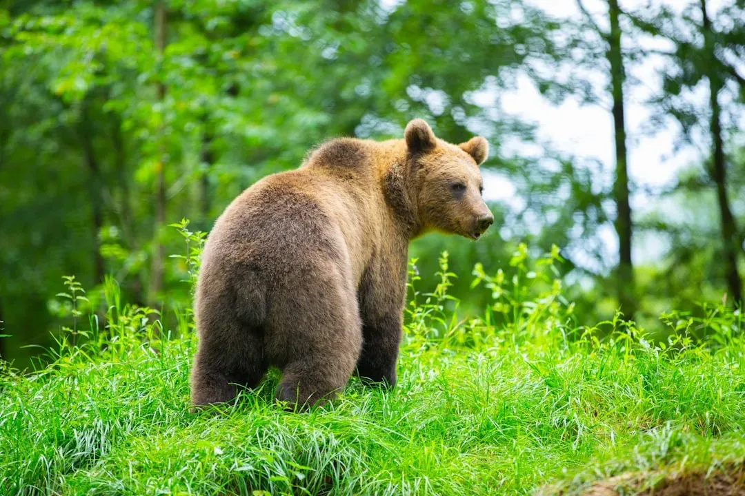 Taurus: The Steadfast Bear Within (Image Credits: Unsplash)
