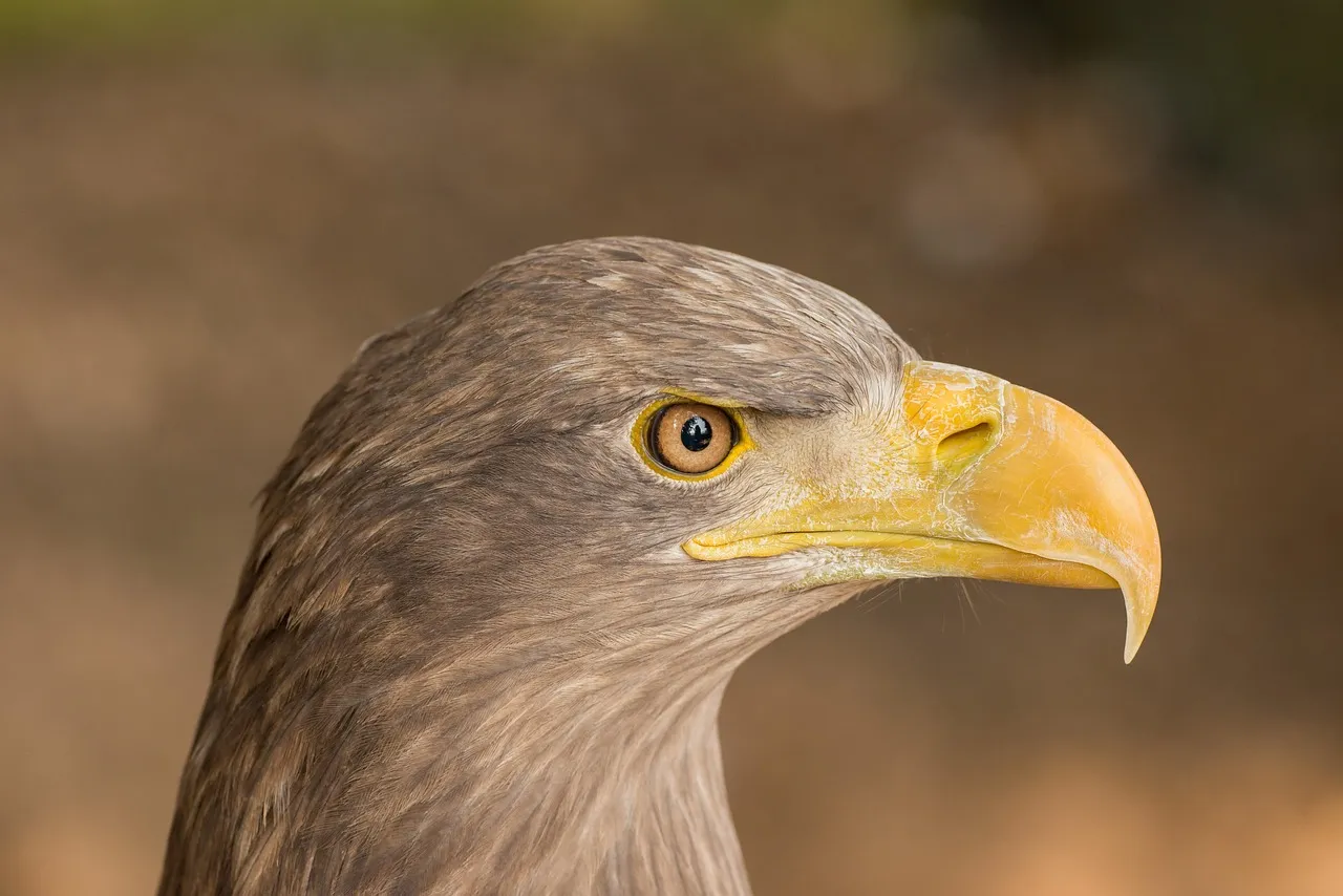 Predators in the Background: What the Birds Probably Just Noticed (Image Credits: Pixabay)