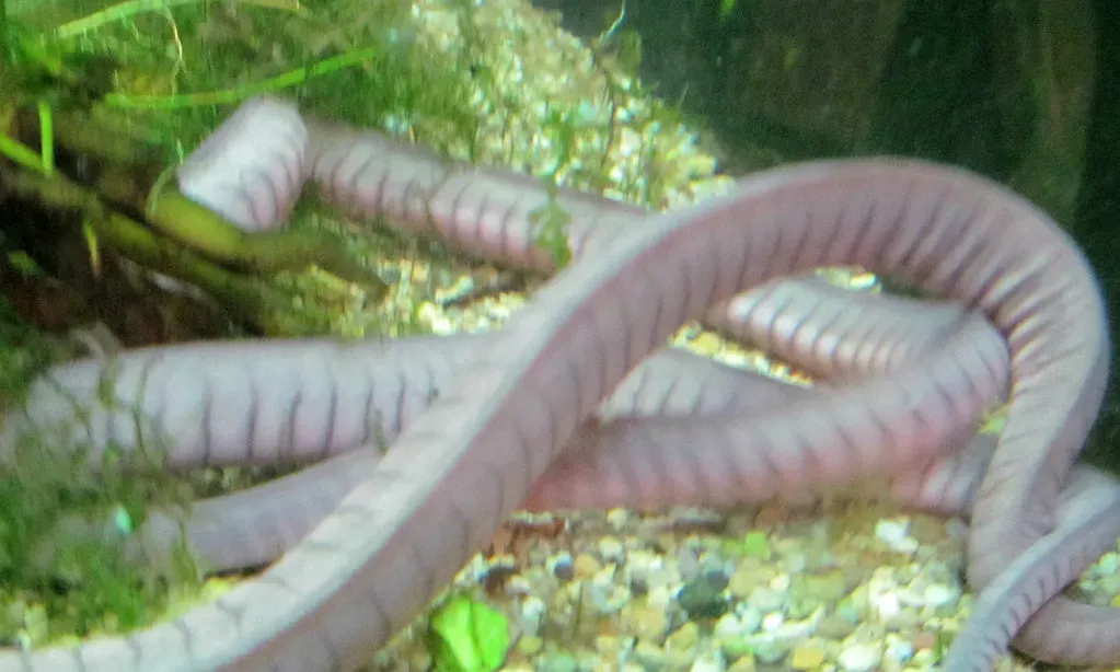 Caecilians: The Babies That Literally Eat Their Mothers (Image Credits: Flickr)