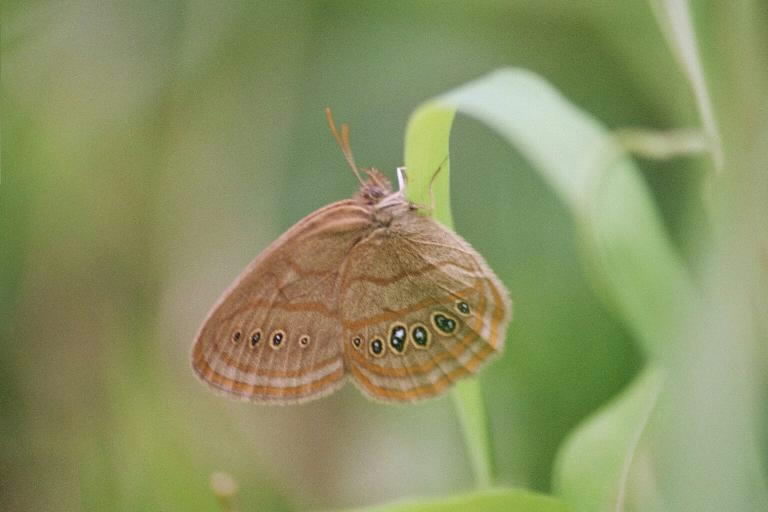 Saint Francis' Satyr Butterfly (Image Credits: Wikimedia)