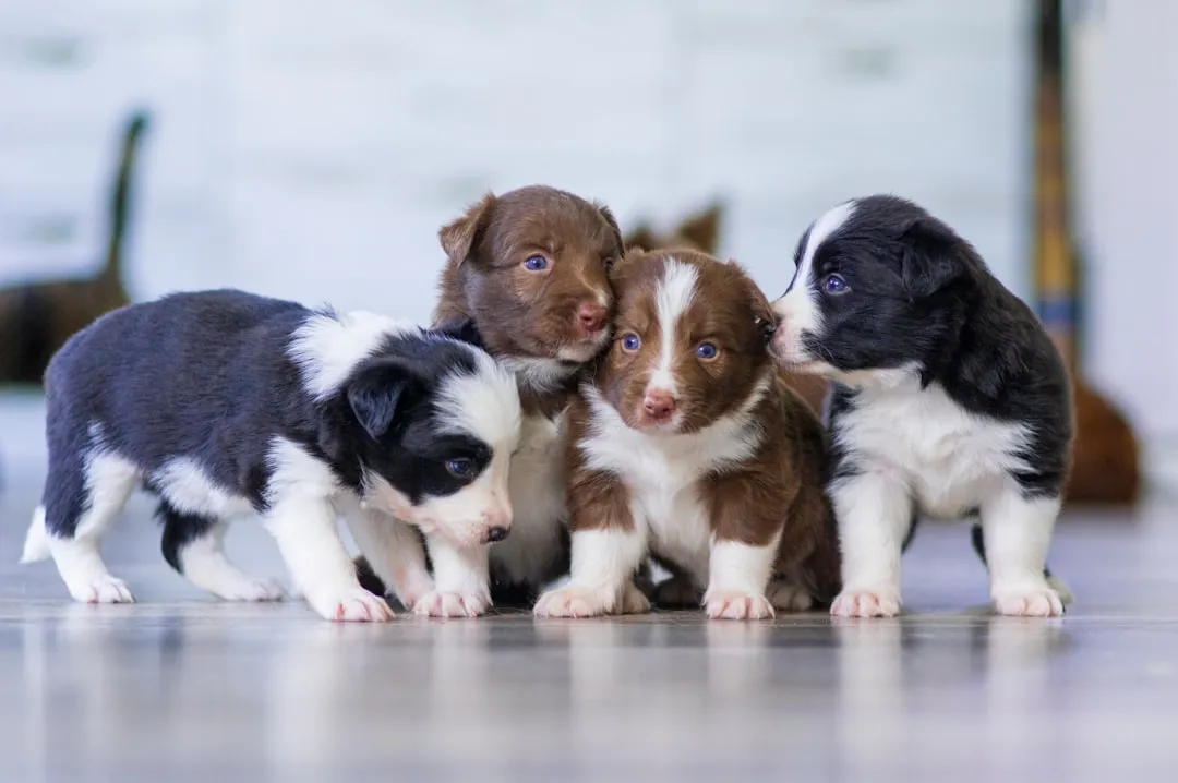 #8 - Free-Feeding, Free-Roaming Puppies Learn Chaos, Not Manners (Image Credits: Unsplash)