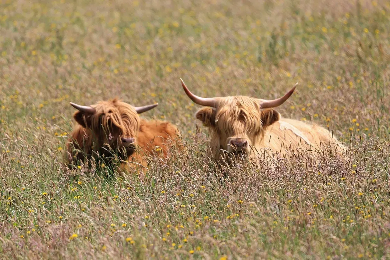 De-Domestication and the Rewilding of Farm Animals (Image Credits: Pixabay)