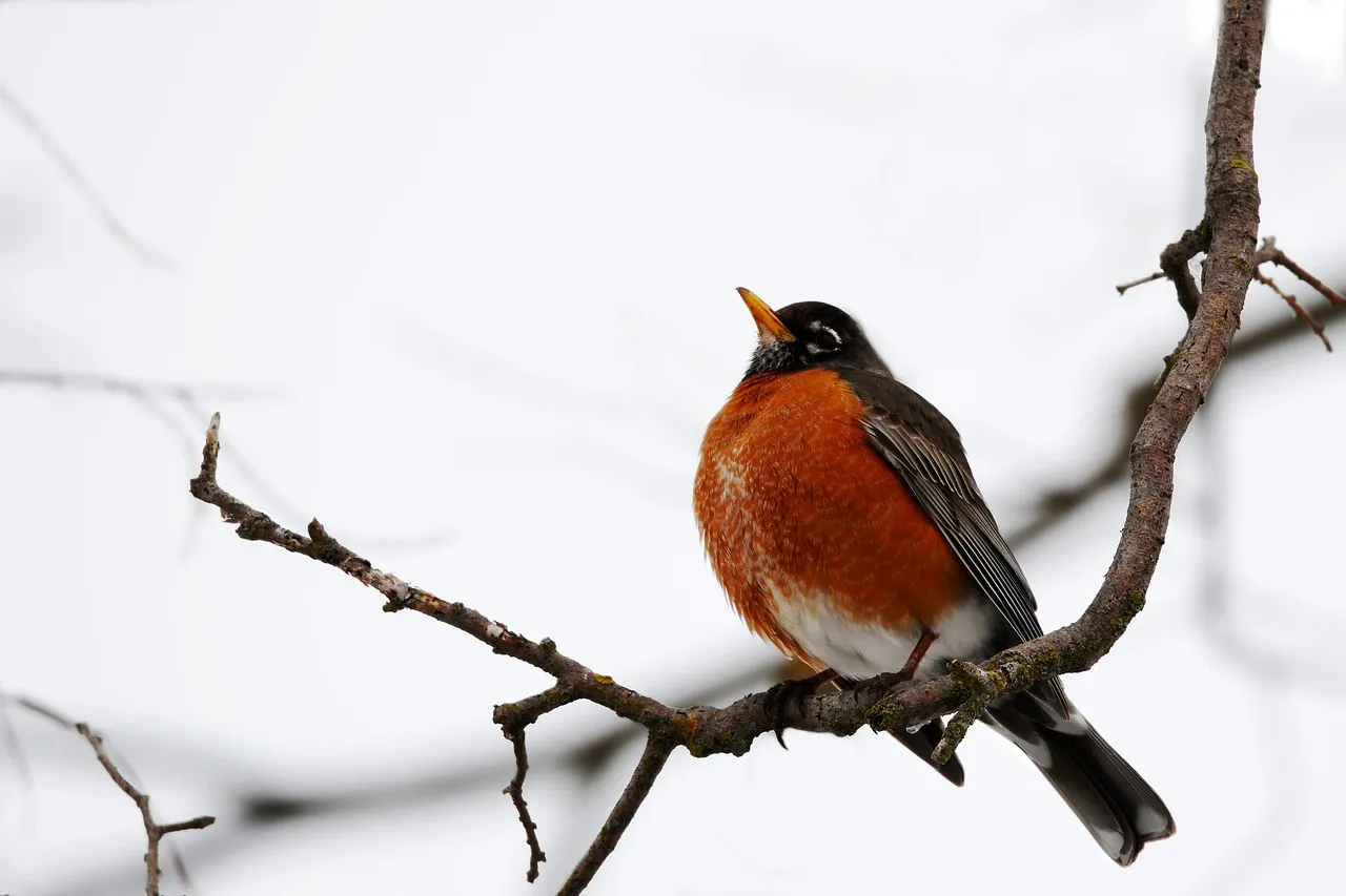 1. American Robin – The Earthworm Inspector (Image Credits: Pixabay)