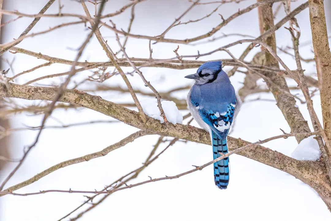 Comparing Blue Jays to Other Brainy Birds (Image Credits: Unsplash)