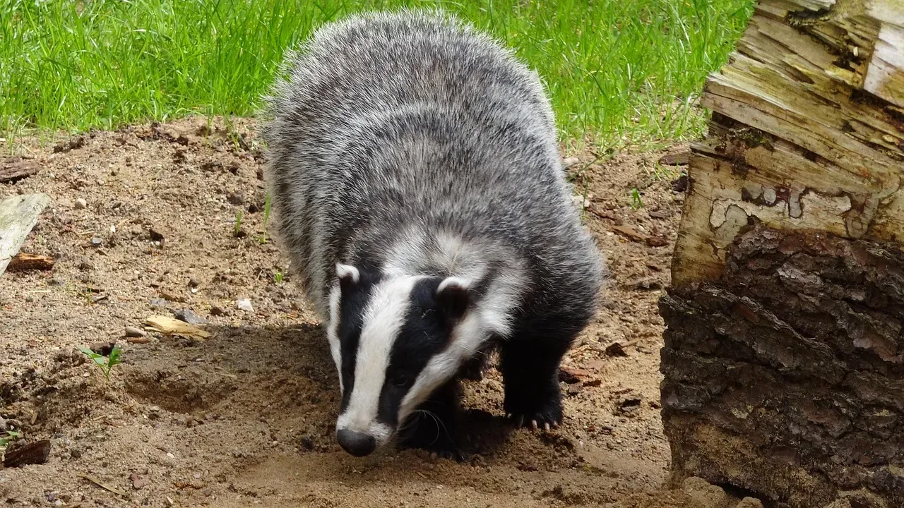 Coyotes and Badgers Hunt Together - and Seem to Actually Like Each Other (Image Credits: Pixabay)