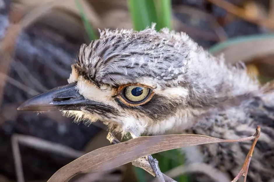#3. They Have a Secret Third Eyelid (Image Credits: Pexels)