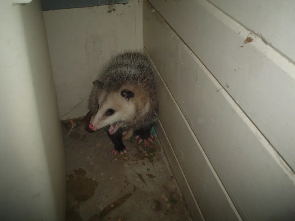 9. Opossums Move In Without Anyone Noticing (Jellaluna, Flickr, CC BY 2.0)