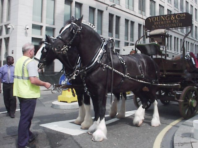 Taurus: Your Inner Draft Horse Strength (Image Credits: Wikimedia)