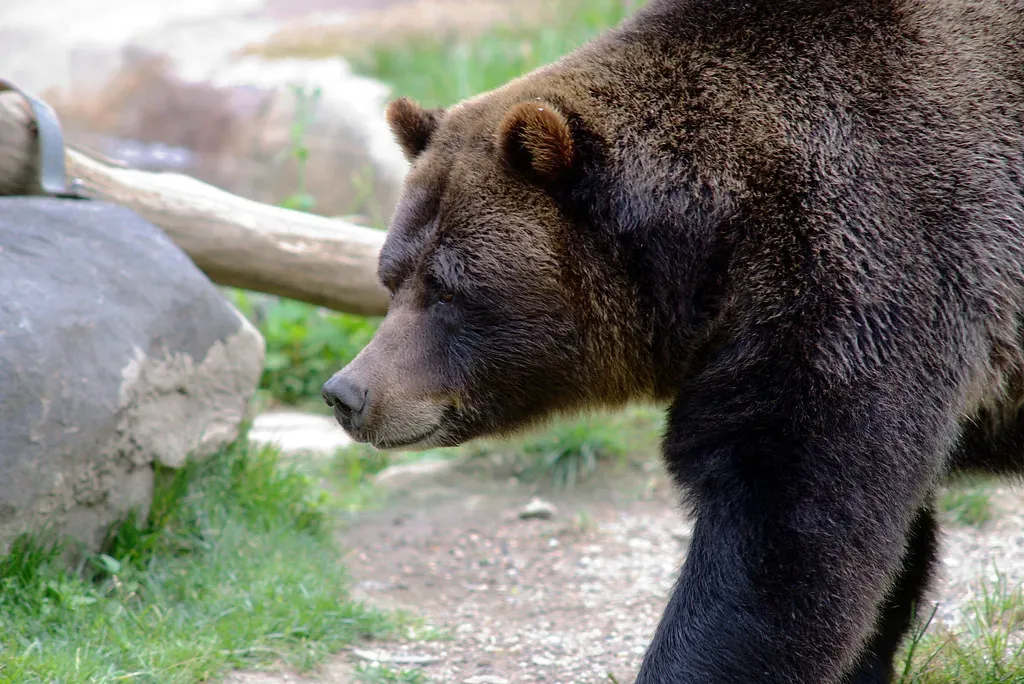 Bears: Independent Wanderers (Image Credits: Flickr)