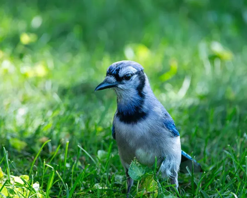 Territorial Defense Strategies (Image Credits: Pexels)