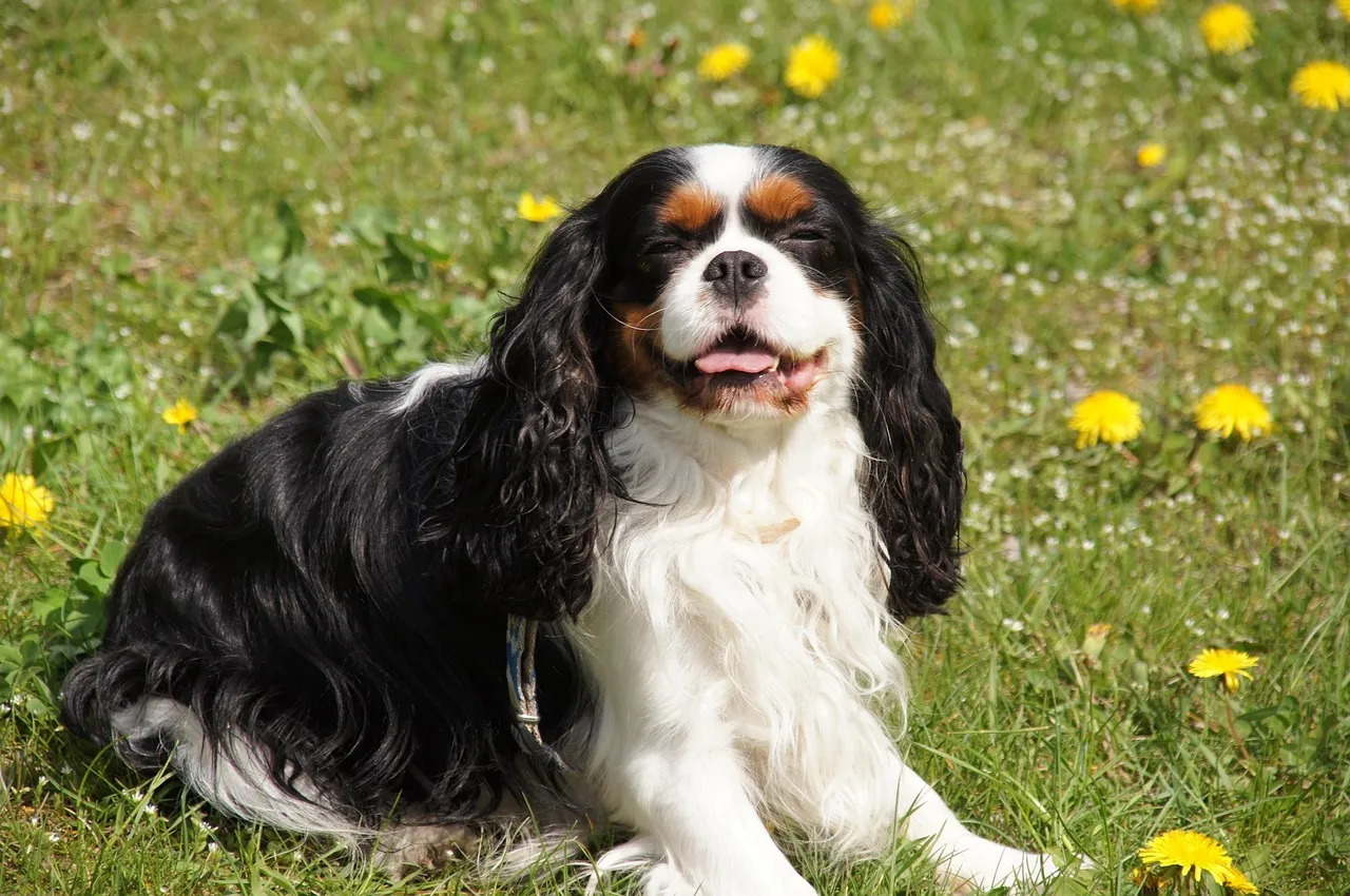 14. Cavalier King Charles Spaniel: Born to Cuddle, Perfected With Age (Image Credits: Pixabay)