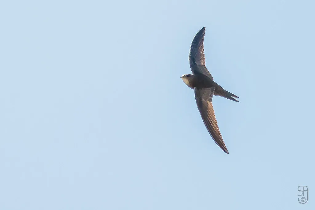 #5: They Eat, Drink, and Even Mate on the Wing (Image Credits: Flickr)
