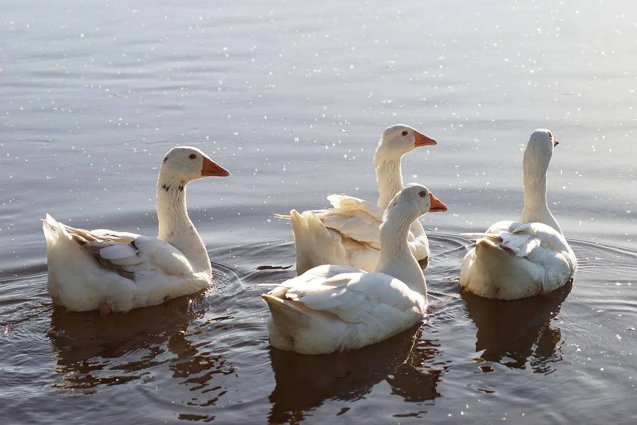 15. Geese Approach Without Hissing or Puffing Up (Image Credits: Pixabay)