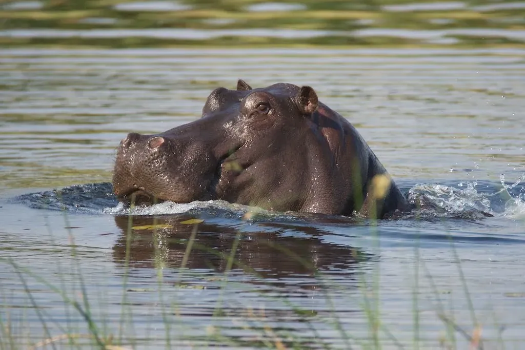 They Spend Up to 16 Hours a Day in Water (Image Credits: Flickr)