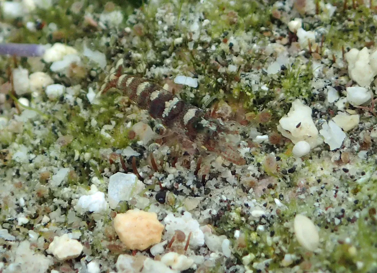 Some Species Live in Eusocial Colonies Like Bees (Image Credits: Wikimedia)