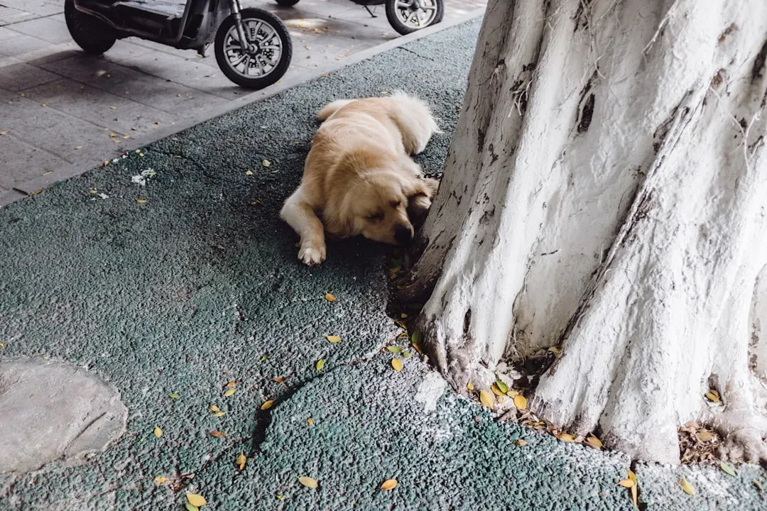 Dogs: Loyal Sentinels with a Sixth Sense (Image Credits: Unsplash)