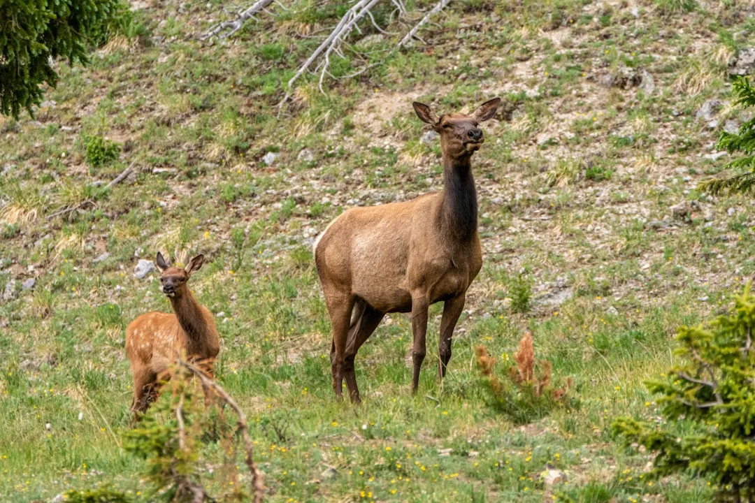 Elk Mothers As Masters Of Constant Relocation (Image Credits: Unsplash)