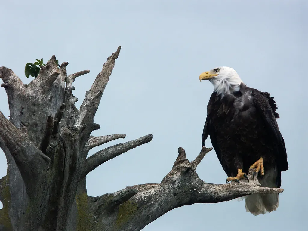 Bald Eagles: America's Symbol Reclaims the Skies (Image Credits: Flickr)