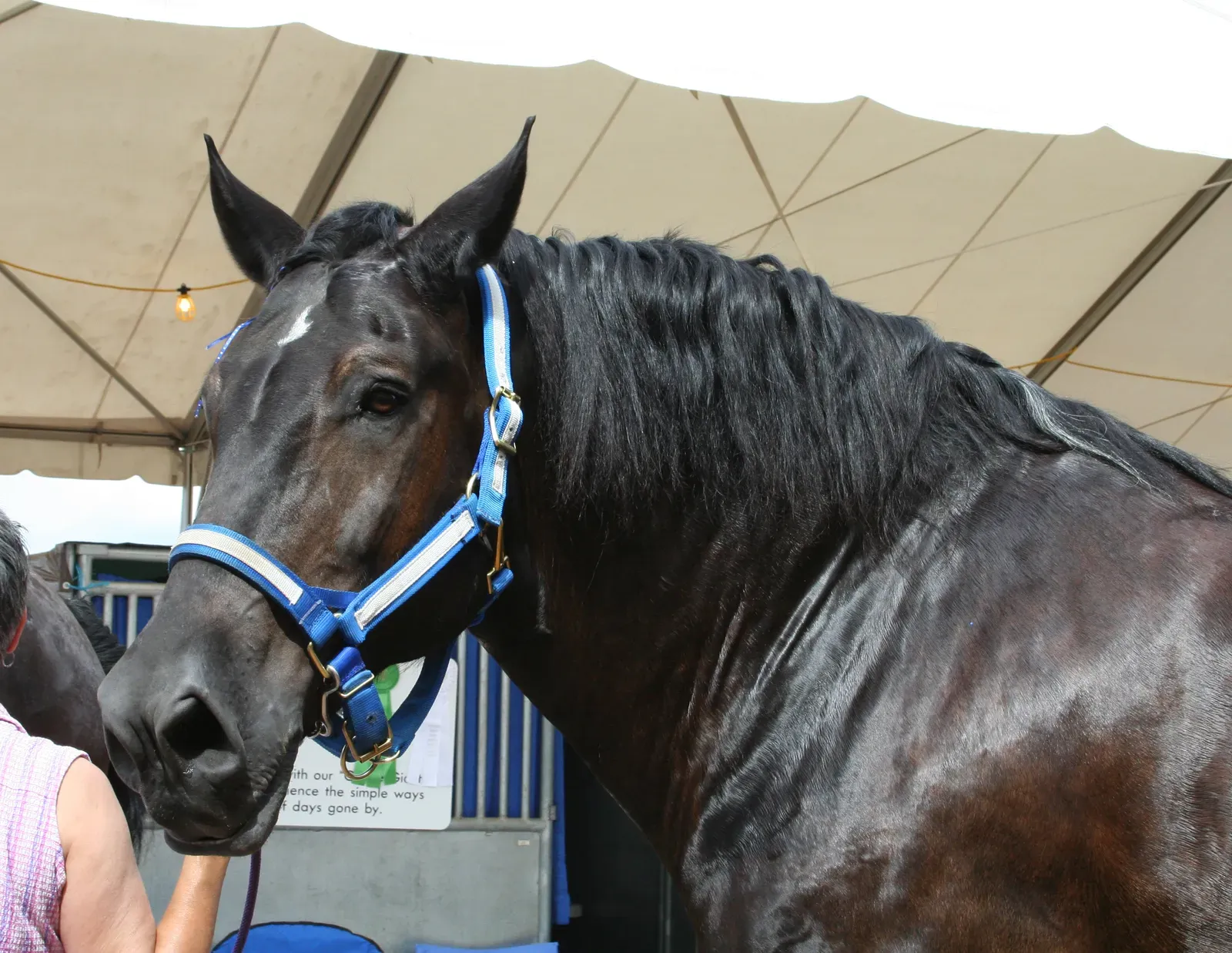 #4 &ndash; Percheron: Draft Power With a Surprising Testing Streak (By Cyborgsuzy, CC BY-SA 3.0)