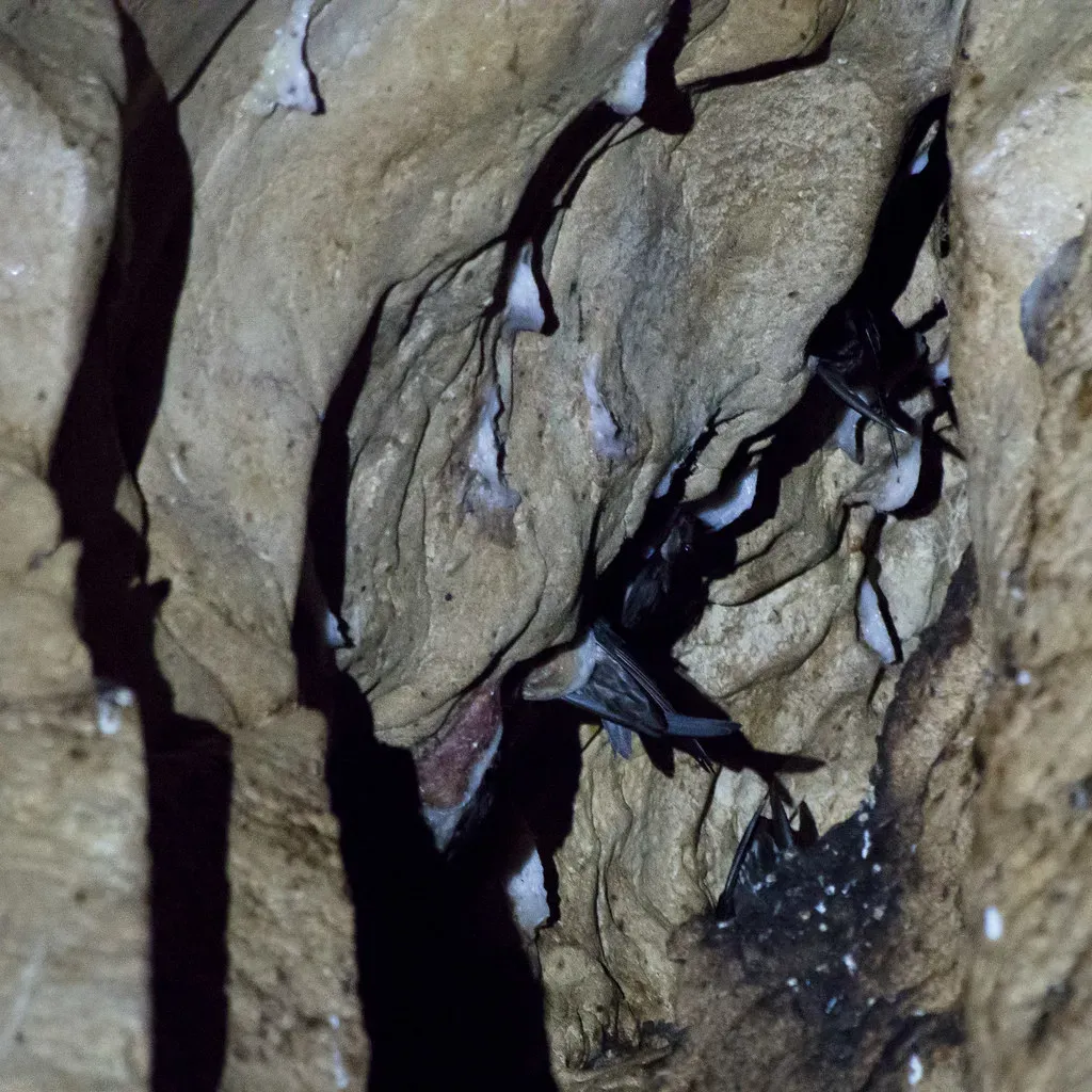 4. Edible-Nest Swiftlet's Saliva Masterpiece (Mike Prince, Flickr, CC BY 2.0)