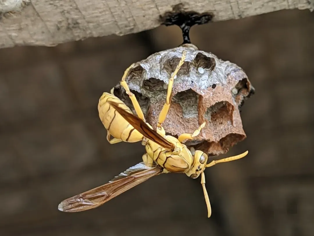 Parasitic Wasps Turn Spiders Into Living Incubators (Image Credits: Unsplash)