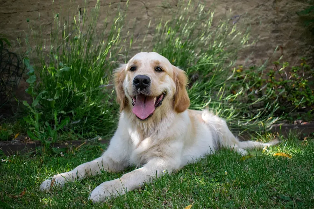Golden Retrievers Face Alarming Cancer Rates (Image Credits: Unsplash)