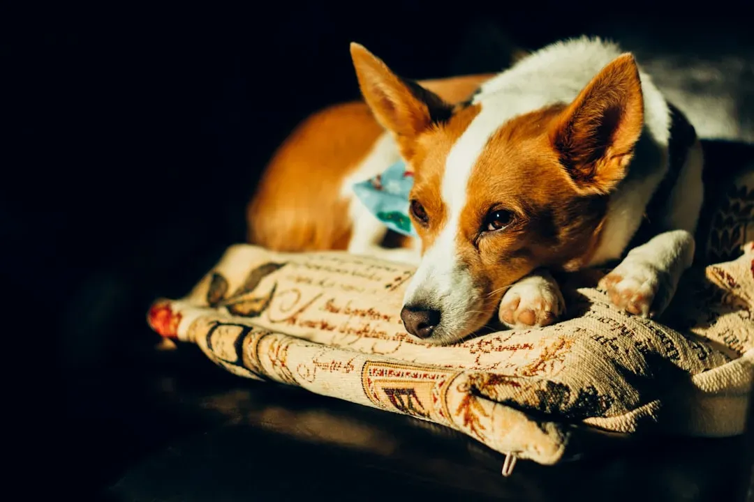 #3 - Using Newspaper for Housebreaking (Image Credits: Unsplash)