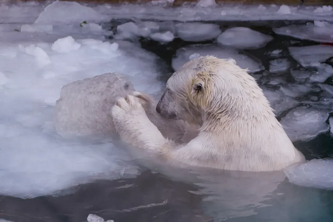 Understanding Bear Behavior Can Save Your Life (Image Credits: Unsplash)