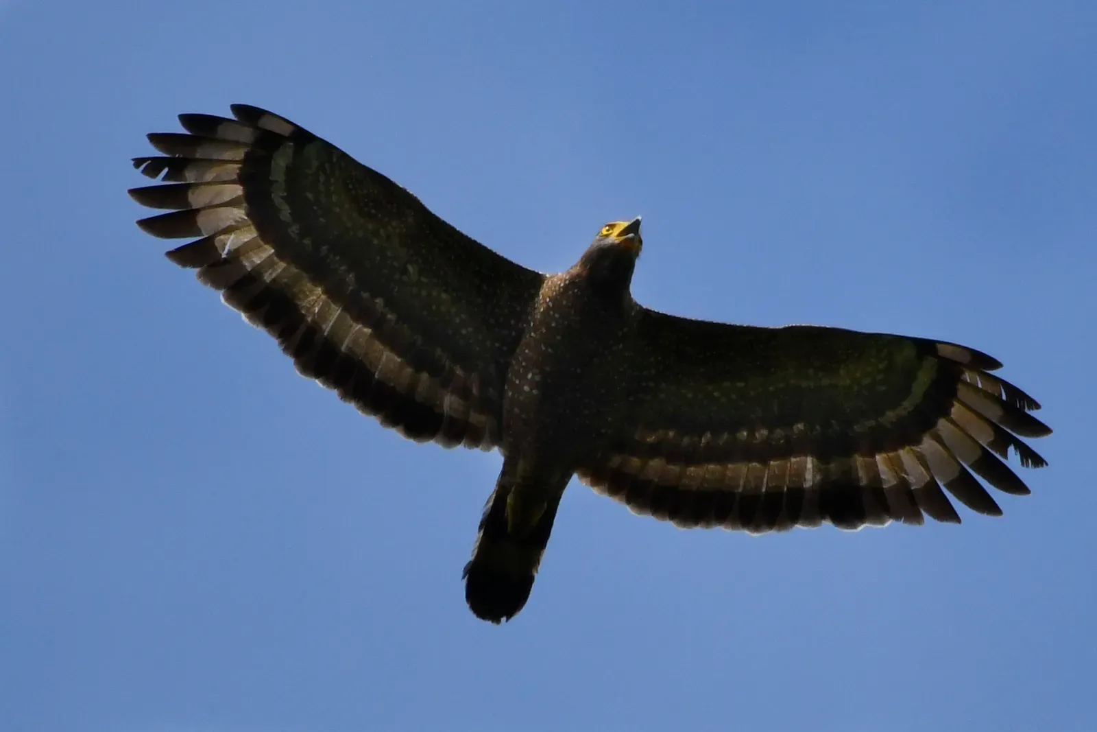 It Was Once Called the Monkey-Eating Eagle (Image Credits: Wikimedia)
