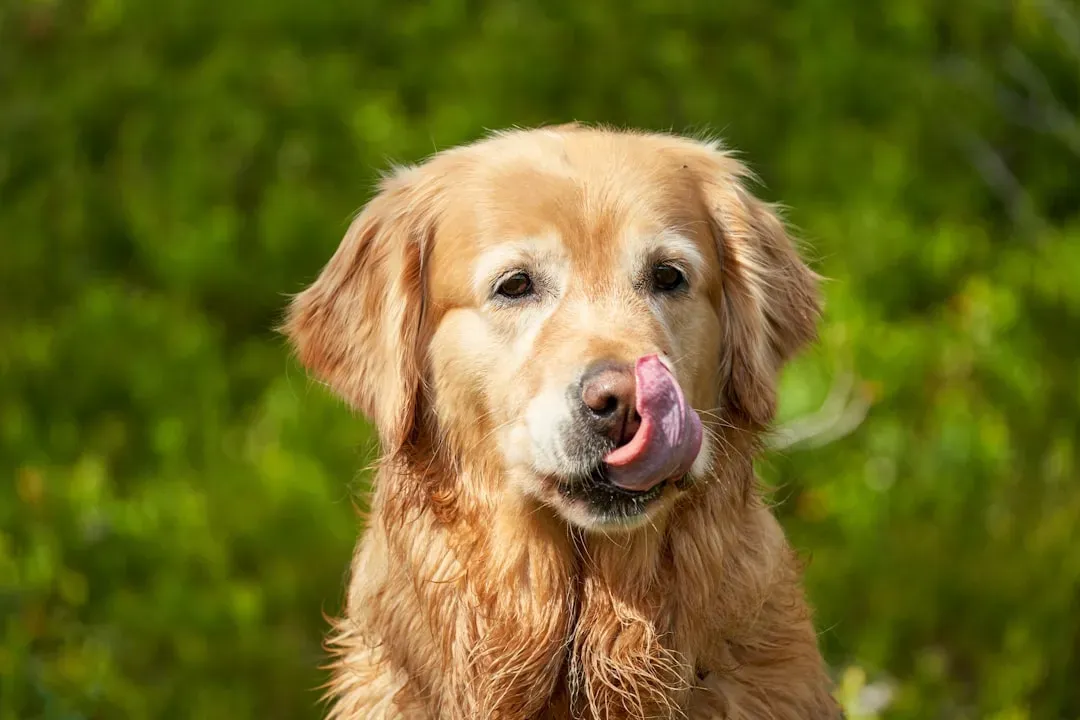 2. Excessive Paw Licking and Chewing (Image Credits: Unsplash)