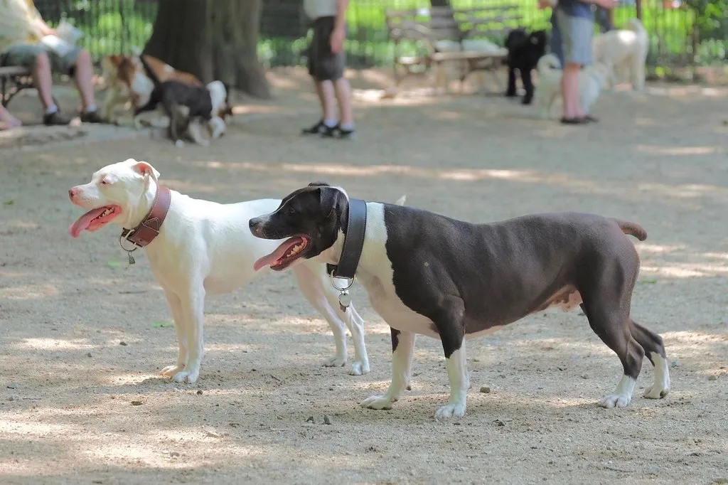 #7 - Relying on the Dog Park as the Main Outlet (susanjanegolding, Flickr, CC BY 2.0)