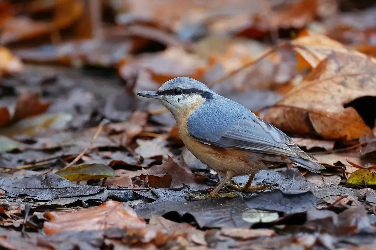 #1: They're Among the Only Birds on Earth That Descend Trees Headfirst (Image Credits: Pixabay)