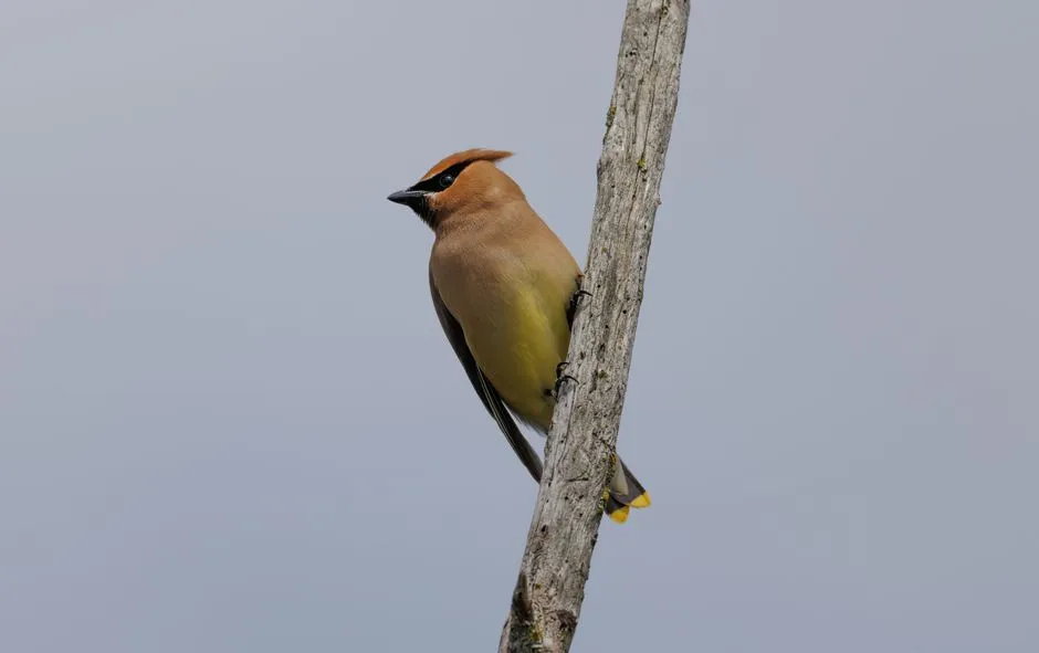 2. Keeping Peace in a Tight, Social Flock (Image Credits: Pexels)