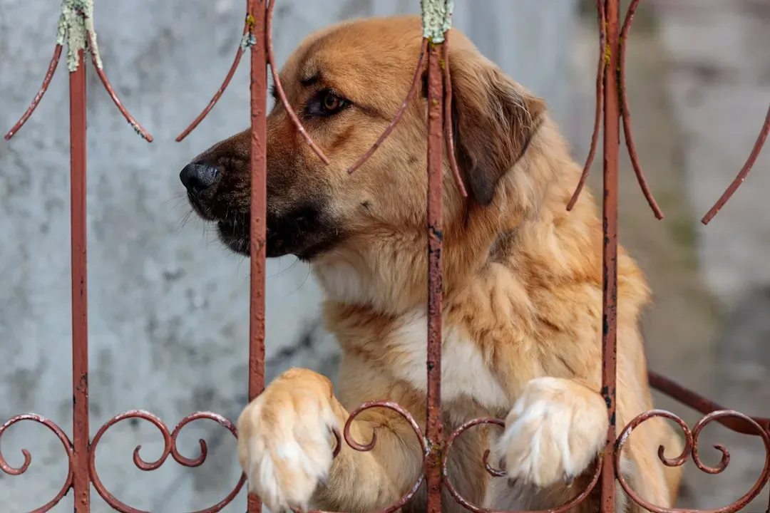 Tip 3: Protect Your Pets Immediately (Image Credits: Unsplash)