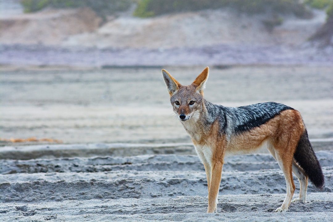 The Coyote: Sacred Trickster and Teacher (Image Credits: Unsplash)